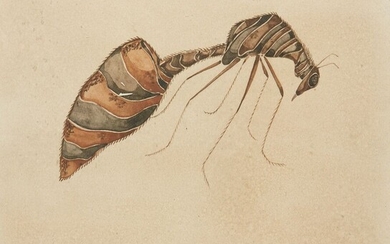 SPIES Walter (Moscou 1895-vers Ceylan 1942) Etude d'insecte Dessin à l'encre de Chine et aquarelle,...