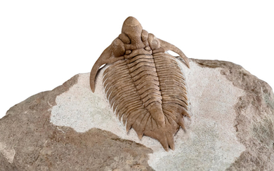 Uncommon Metopolichas erici Trilobite