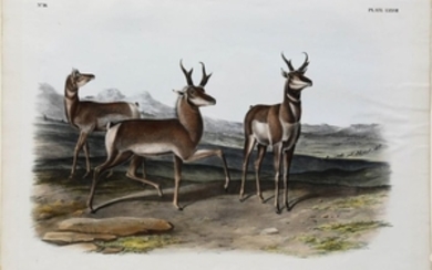 Audubon Lithograph Antelope