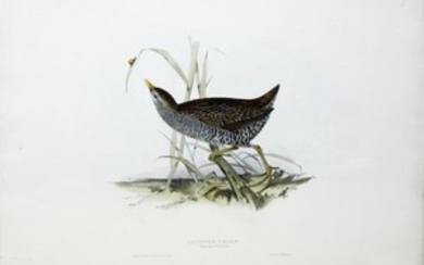 John Gould Lithograph Spotted Crake