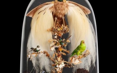 A VICTORIAN DISPLAY OF EXOTIC BIRDS INCLUDING A LESSER BIRD OF PARADISE