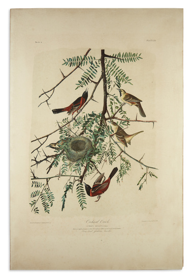 AUDUBON, JOHN JAMES. Orchard Oriole. Plate 219. Chromolithographed plate from the Bien edition...