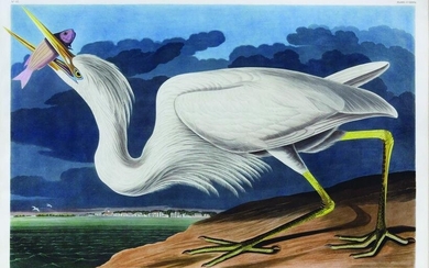 Audubon Aquatint, Great White Heron - With a View of FL
