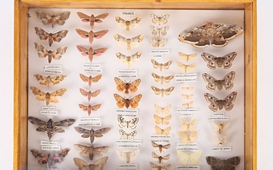 Boite entomologique contenant cinquante et... - Lot 35 - Vasari Auction