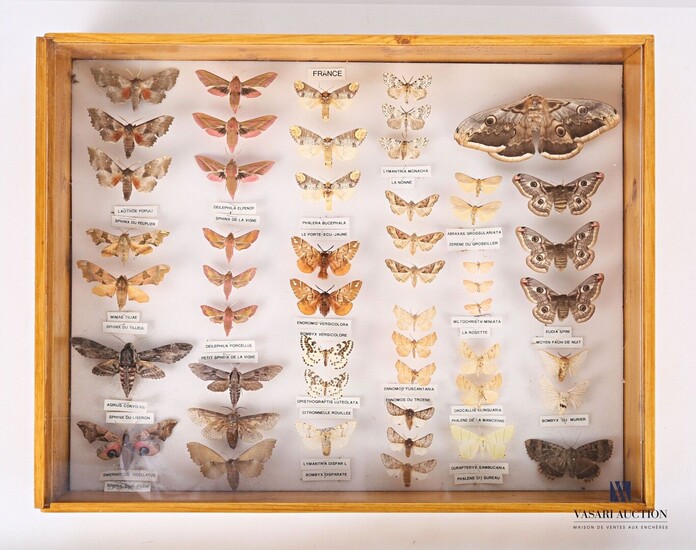 Boite entomologique contenant cinquante et... - Lot 35 - Vasari Auction