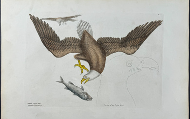 Catesby, Folio - Bald Eagle or White-headed Eagle. 1-1
