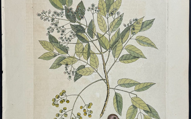 Catesby, Folio - Ground Dove with Pellitory or Tooth-Ach Tree....