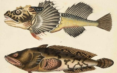 Ichthyology - set of five plates with depictions of various fish from an illustrated book of the
