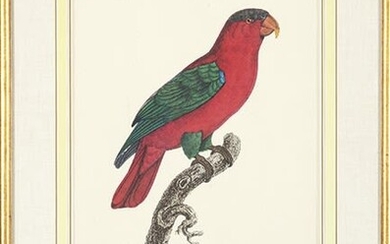 JACQUES BARRABAND - Exotic Birds