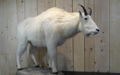 North American Rocky Mountain Goat - fine full-body standing mount - Oreamnos americanus - 150×45×125 cm