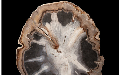 Petrified Oak Slab Quercus Miocene Juntura Formation Stinkingwater Mountain,...