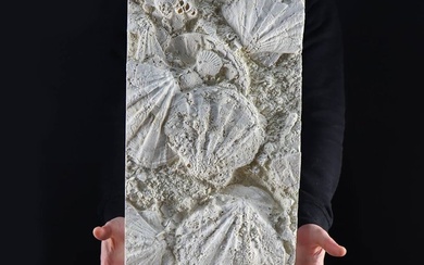 Plate with fossil Pecten and Balani on a wooden base - Pecten flabelliformis, Cirripedia Burmeister - 590×260×145 mm