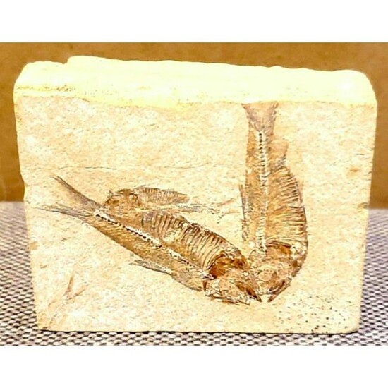 Prehistoric Knightia Fish Family Fossil Specimen
