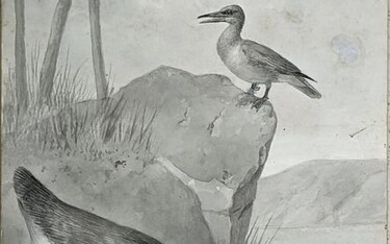 Smit Original Early Drawing of Hesperornis & Icthyornis