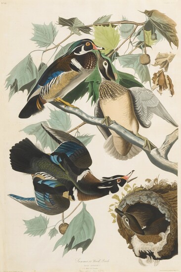 Summer or Wood Duck (Plate CCVI), John James Audubon (After)