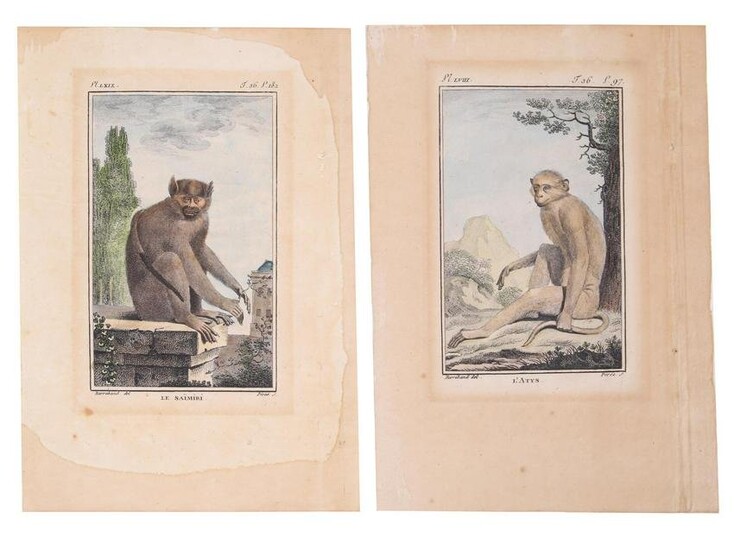 TWO ANTIQUE ZOOLOGICAL COLOR ENGRAVINGS MONKEYS