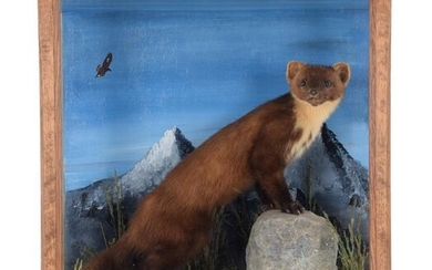 Taxidermy: A Cased Pine Marten & Late Victorian Cased Otter,...