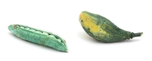 Two Painted Pottery Vegetable Models Length of larger 3