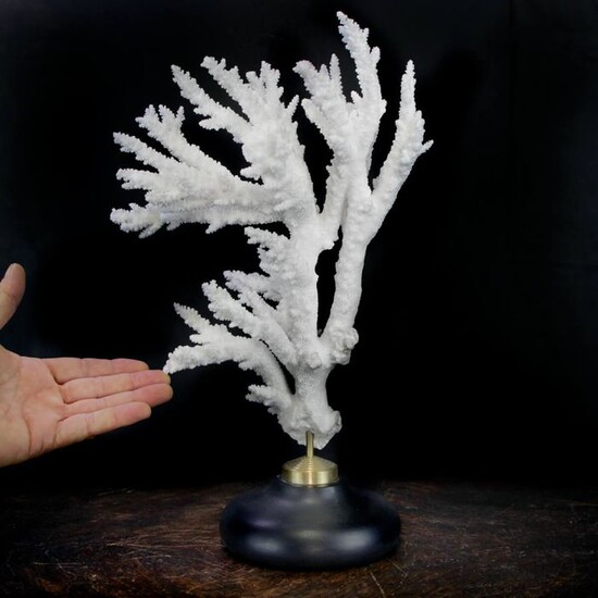White Coral Branch, New10014 - Acropora Florida - 415×250×170 mm