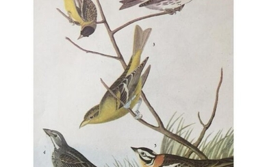 c1946 Audubon Print, #400 Finches & Tanager