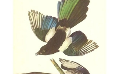 c1950 Audubon Print, American Magpie