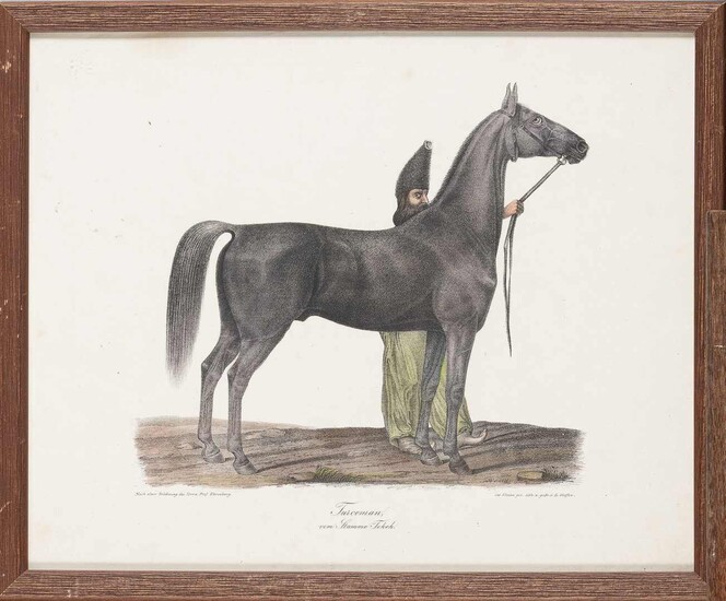 236. Johann EHRENBERG, XXe siècle.Planche en couleurs d’un cheval gris tenu en bride par un...