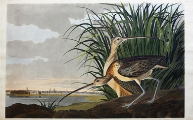 Audubon Aquatint Long-Billed Curlew