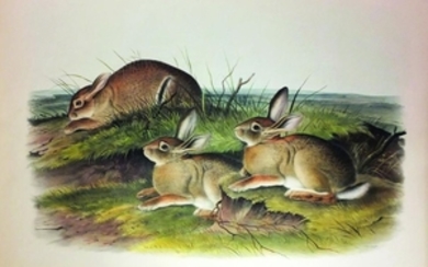 Audubon Quad Lithograph, Wormwood Hare