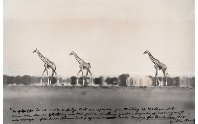 73236: Peter Beard (American, 1938-2020) A Giraffe is S