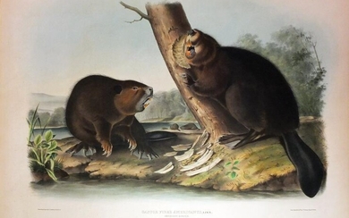 Audubon Lithograph, Beaver
