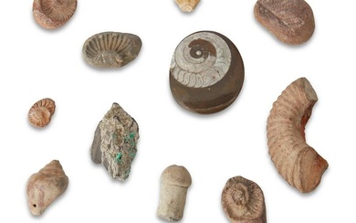 A group of fossils
