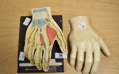 A mid-20th Century Merck Sharp & Dohme anatomical hand model, measuring 23cm long