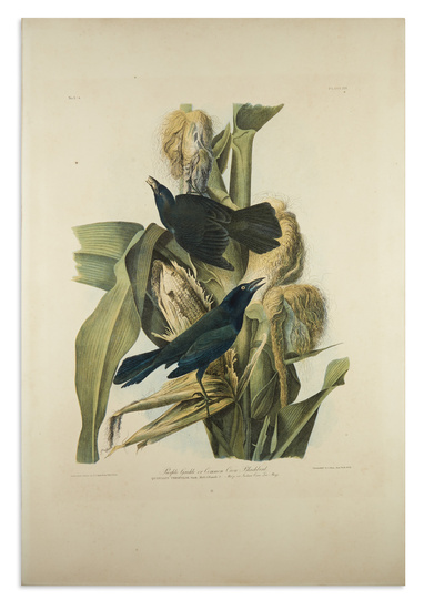 AUDUBON, JOHN JAMES. Purple Grackle or Common Crow Blackbird. Plate 221. Chromolithographed plate...