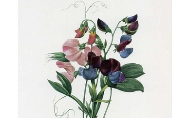 After Pierre-Jospeh Redoute, Floral Print, #70 Lois de
