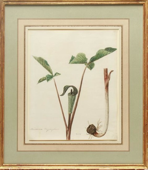 "Arisaema Triphyllum" Botanical Watercolor