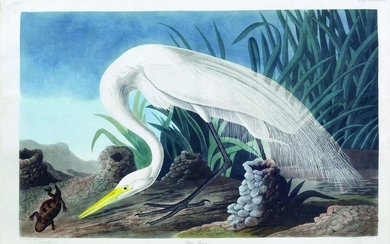 Audubon Aquatint, White Heron