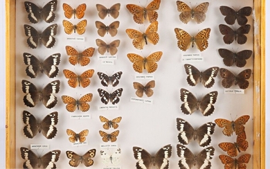 Boite entomologique contenant trente neuf... - Lot 36 - Vasari Auction