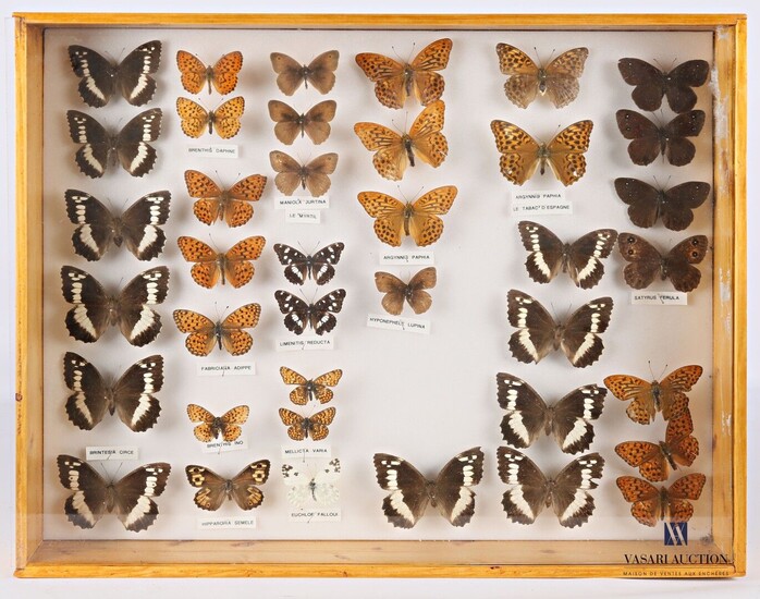 Boite entomologique contenant trente neuf... - Lot 36 - Vasari Auction