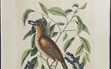Catesby, Folio - Foxcoloured Thrush with Clustered Black Cherry. 1-28