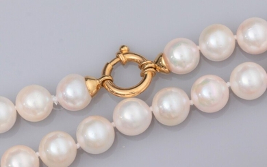 Collier de perles de culture Akoya (Japon) de diamètre 7.5/8 mm. Fermoirs en or jaune...