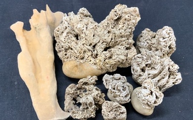 Lot 8 Coral Fossil Specimens