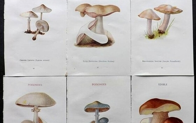 MAFF 1945 Lot of 6 Vintage Mushroom Fungi Prints