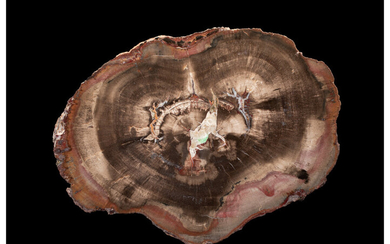 Petrified Conifer Slab Araucarioxylon Upper Triassic Chinle Formation Egg...