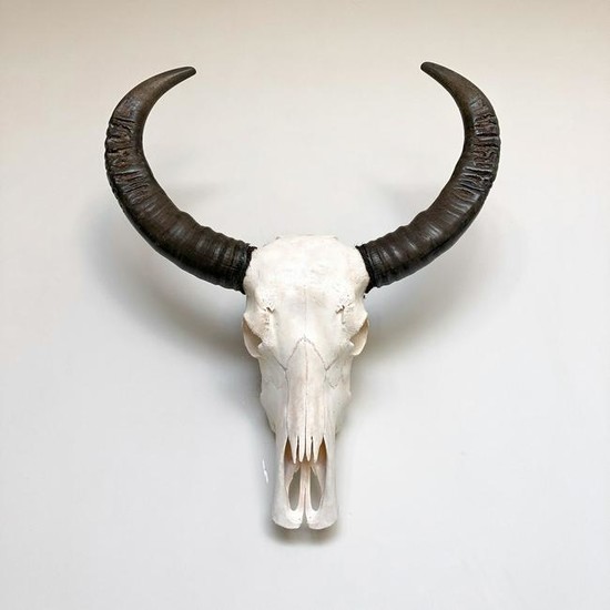 Skull Art - authentic water buffalo skull in white