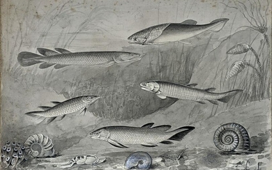 Smit Original Early Drawing of Devonian Fishes