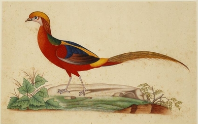 TWO INDIAN BIRDS MINIATURES COMPANY SCHOOL, 20TH