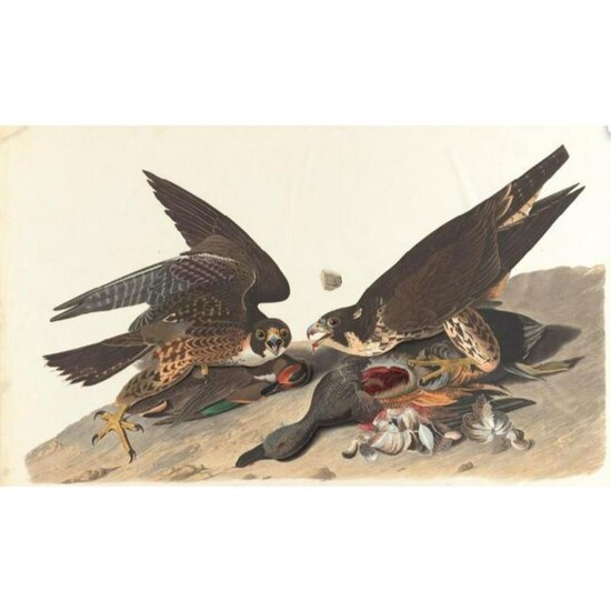 c1946 Audubon Print, #16 Duck Hawk