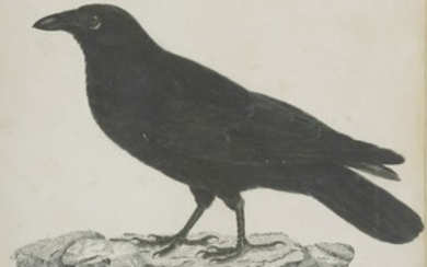 Robert Mitford (1781-1870) A CARRION CROW Signed l.r.