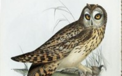 John Gould Lithograph Short-Eared Owl