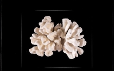 *Poétique corail blanc Pocillopora Eydouxi mis...